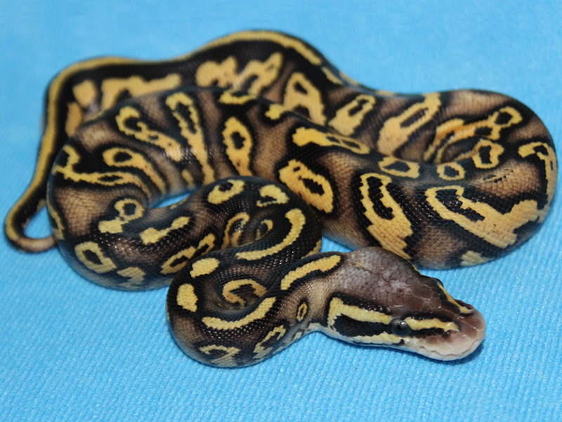 Hurricane Enchi Pastel Vanilla Yellow Belly