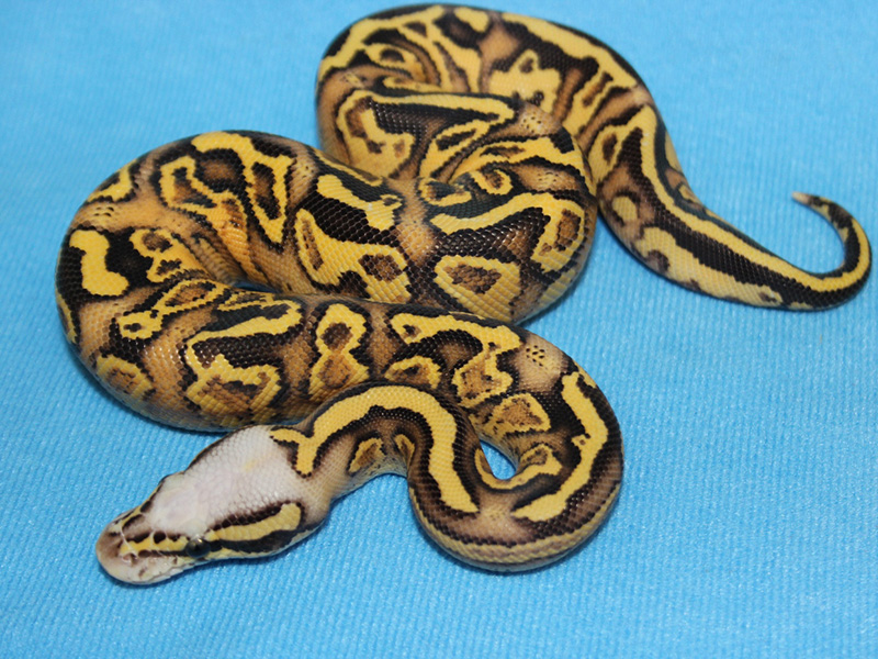 Hurricane Pastel Super Vanilla Yellow Belly