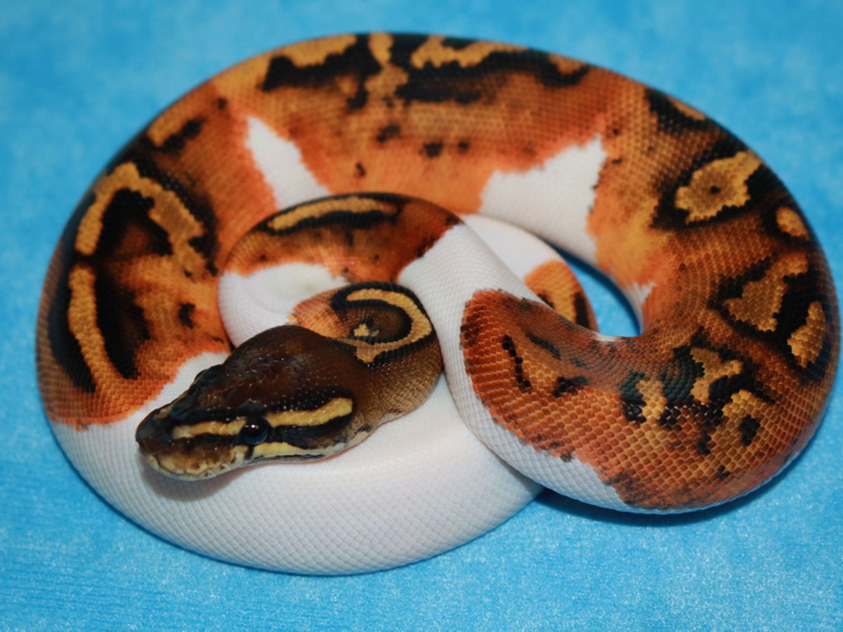 Hurricane Piebald