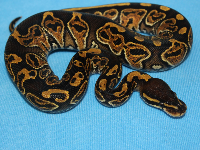 Hurricane Yellow Belly