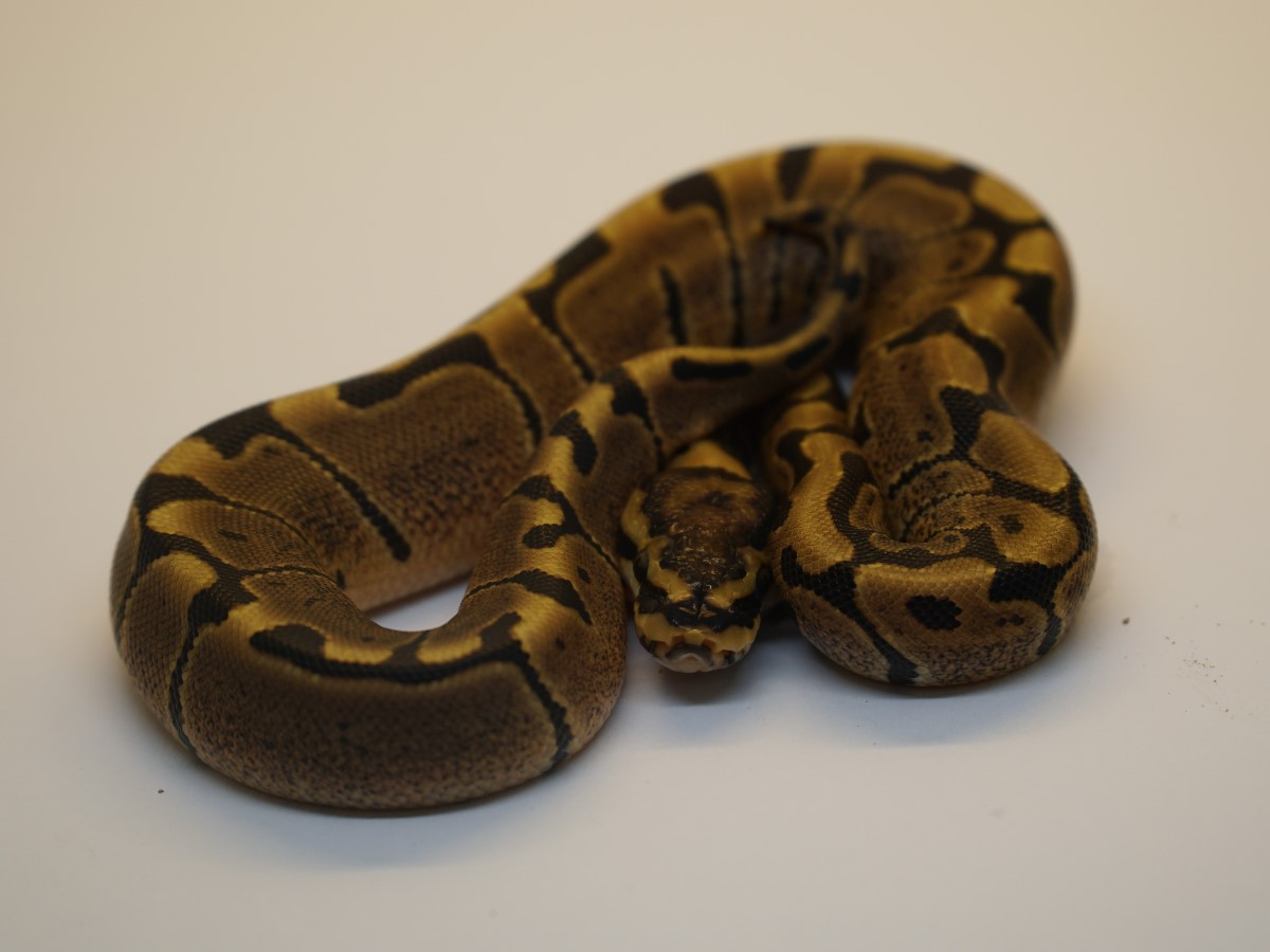 Hydra Woma