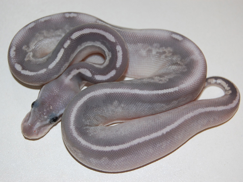 Hypo Black Pewter Mojave