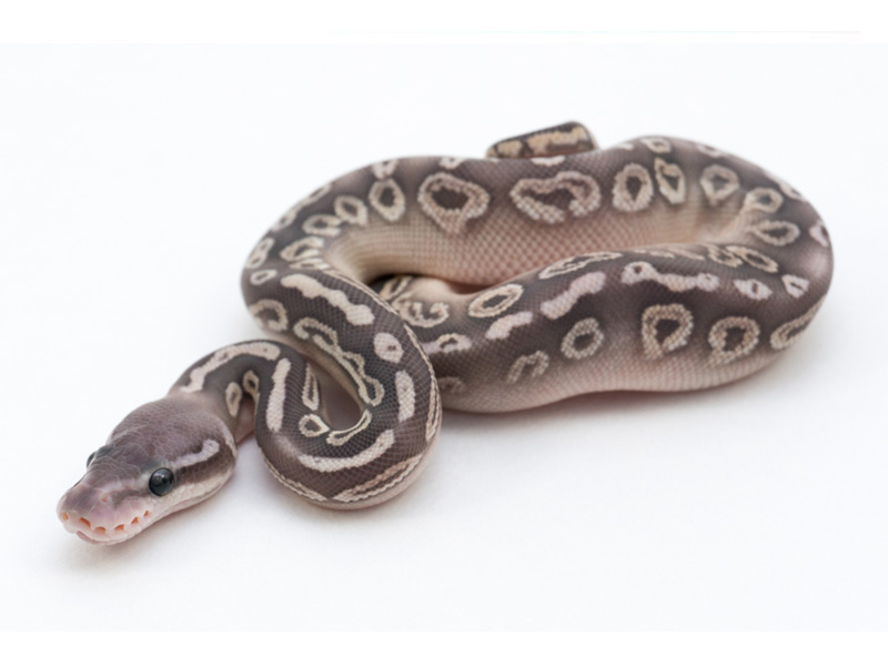 Hypo Black Pewter Mojave