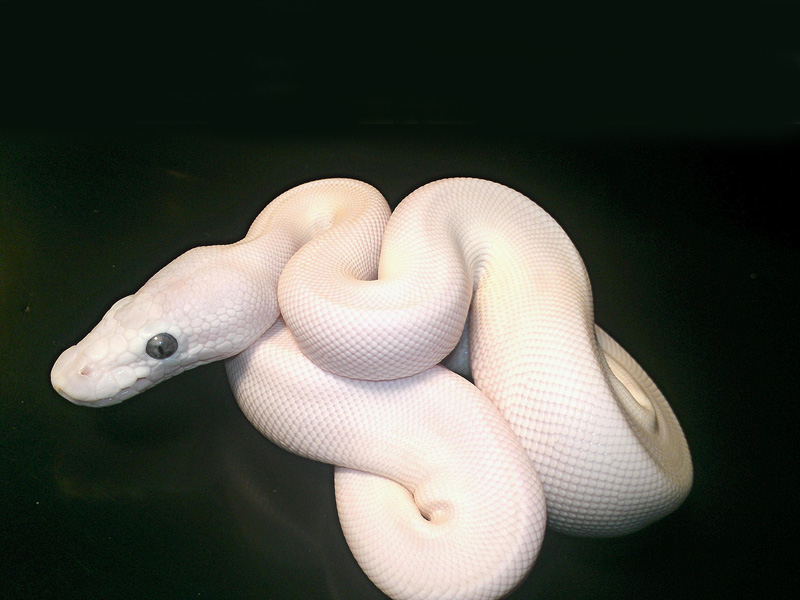 Hypo Butter Mojave