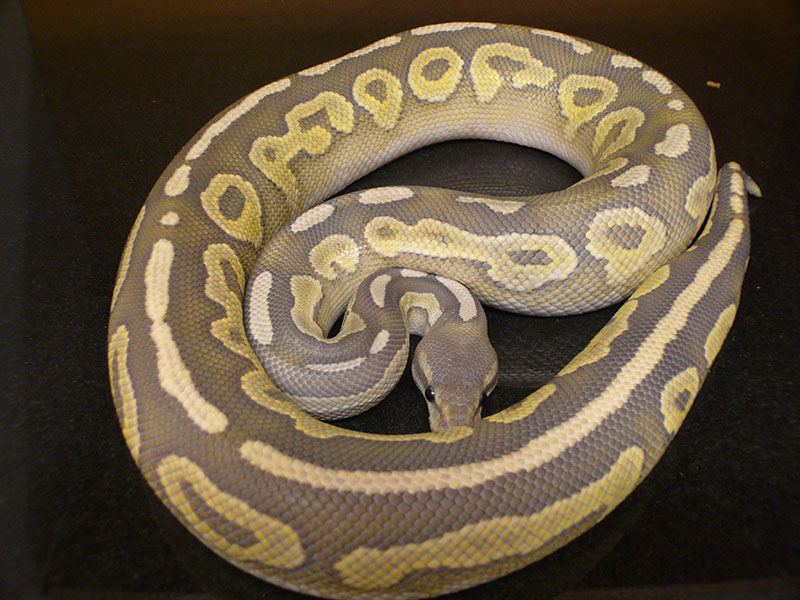 Hypo Cinnamon Mojave