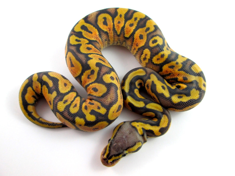 Hypo Citrus Pastel Yellow Belly