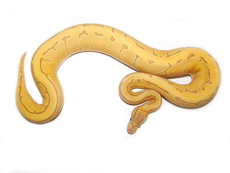 Hypo Enchi Fire Pinstripe - Morph List - World Of Ball Pythons