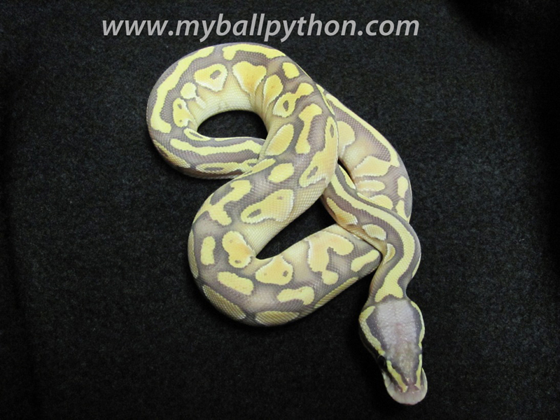 Hypo Lesser Pastel