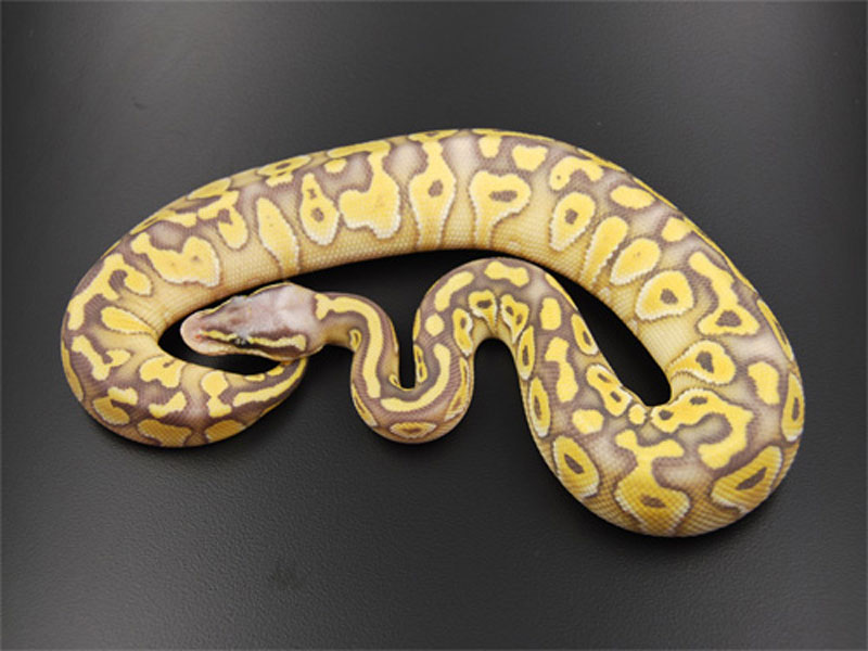 Hypo Lesser Super Pastel