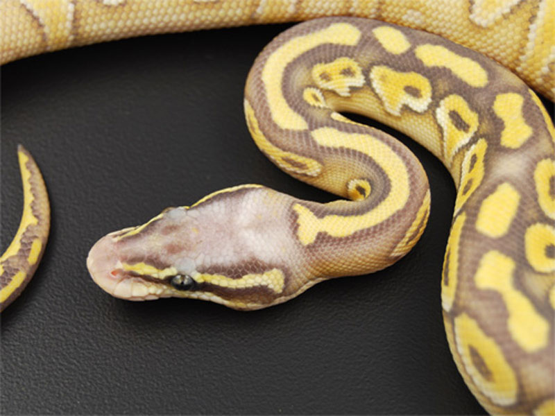 Hypo Lesser Super Pastel