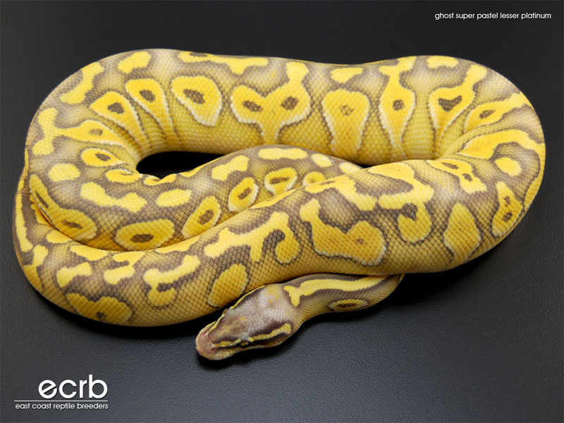 Hypo Lesser Super Pastel