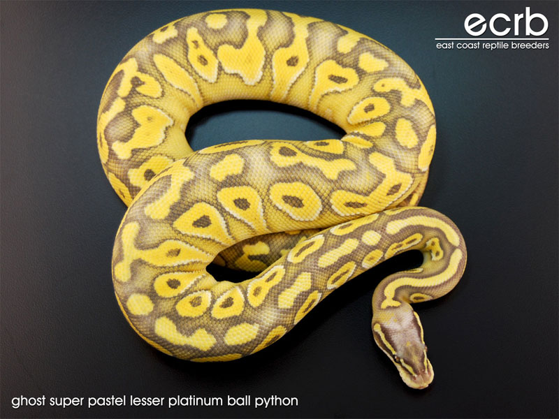 Hypo Lesser Super Pastel