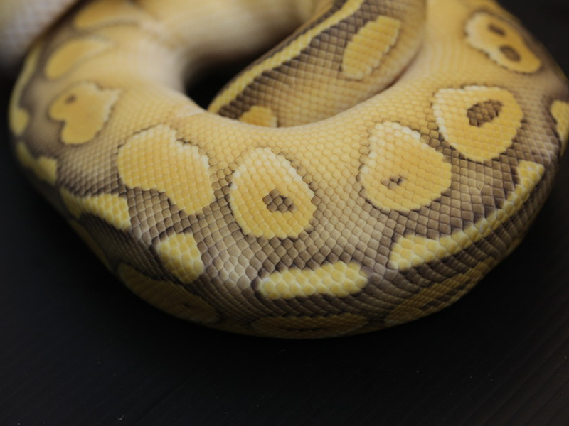 Hypo Lesser Super Pastel