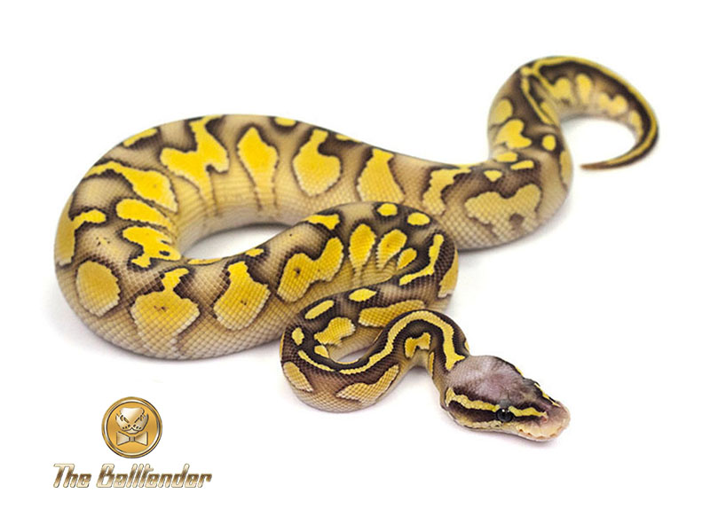 Hypo Lesser Super Pastel