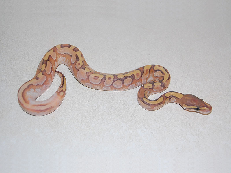 Hypo Mojave Enchi Sugar