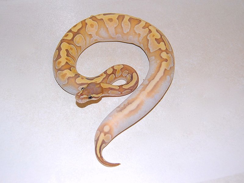 Hypo Mojave Enchi Sugar