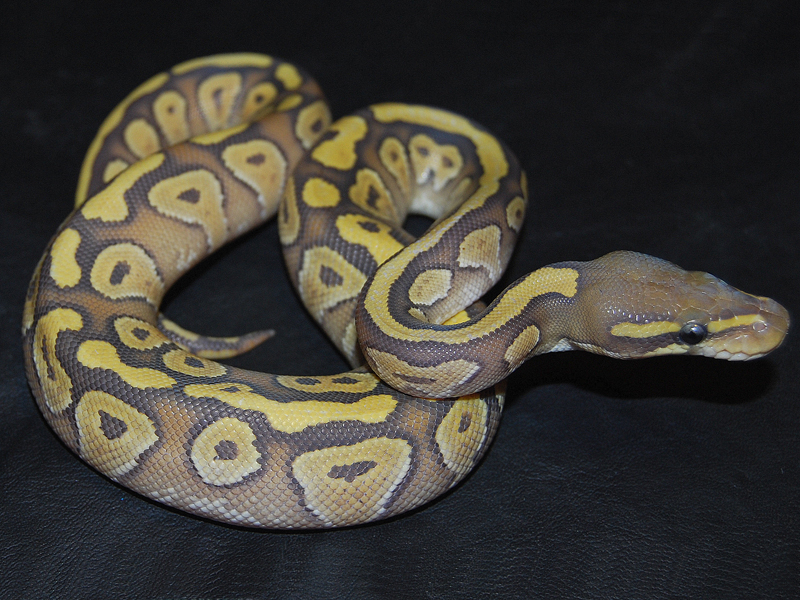 Hypo Mojave