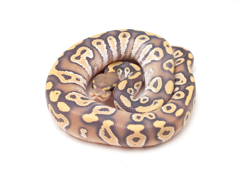 Hypo Mojave