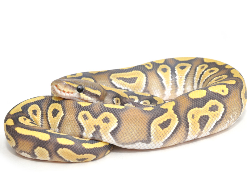 Hypo Mojave