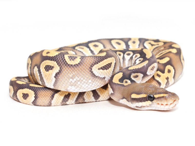 Hypo Mojave