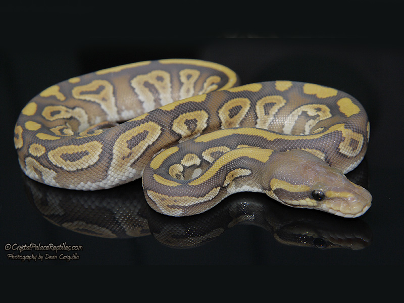 Hypo Mojave