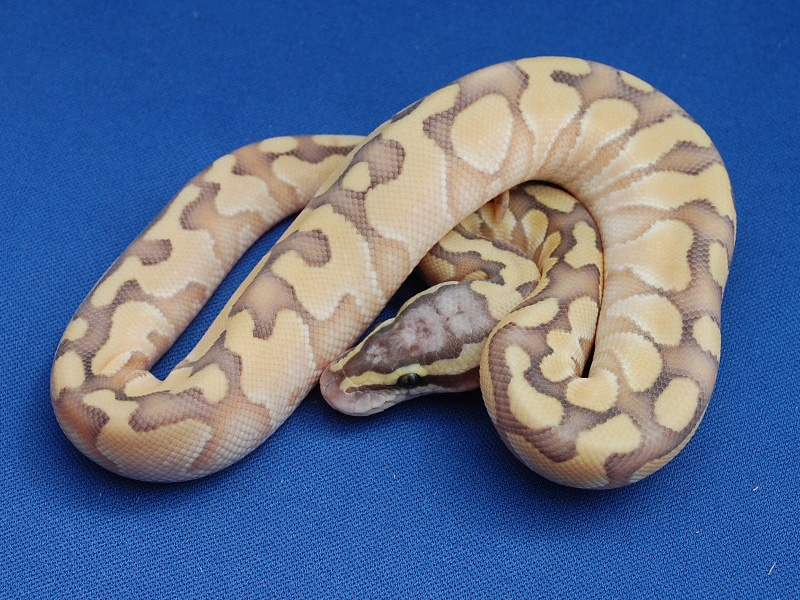 Morph List - World of Ball Pythons