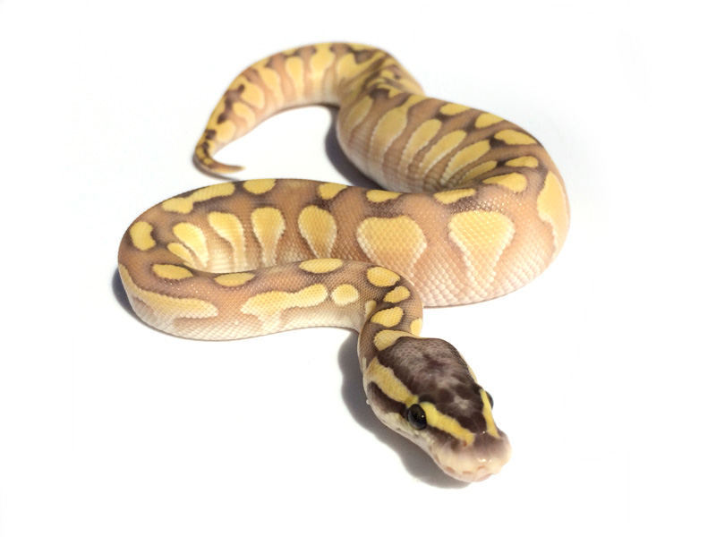 Morph List - World of Ball Pythons