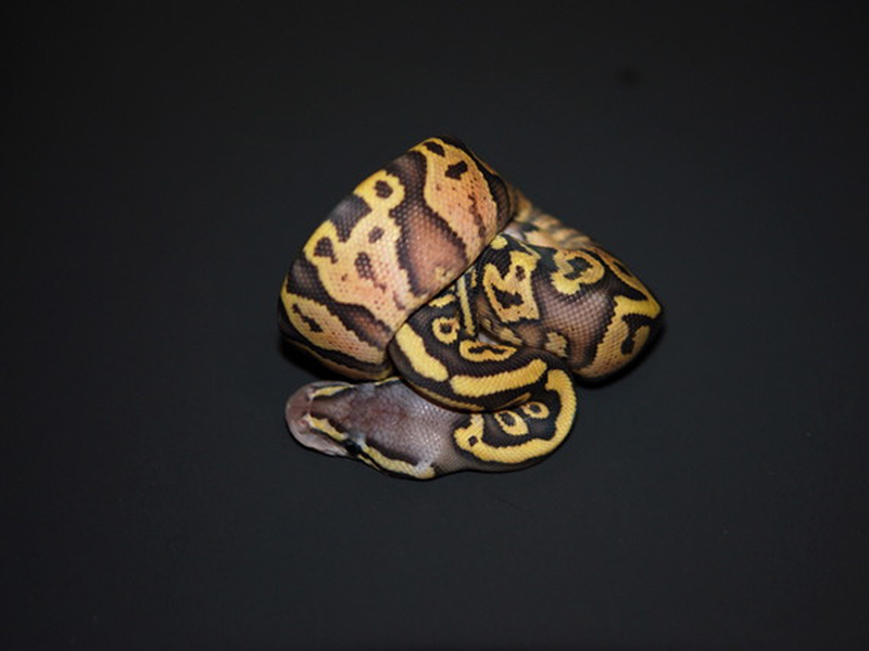 Hypo Pastel Yellow Belly
