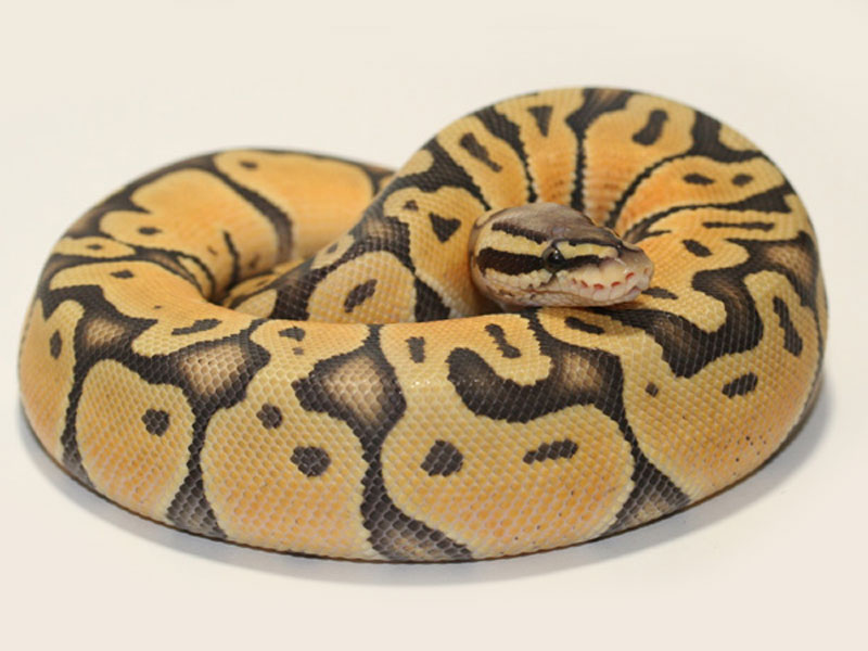 Hypo Pastel