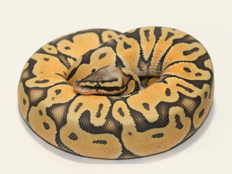 Hypo Pastel