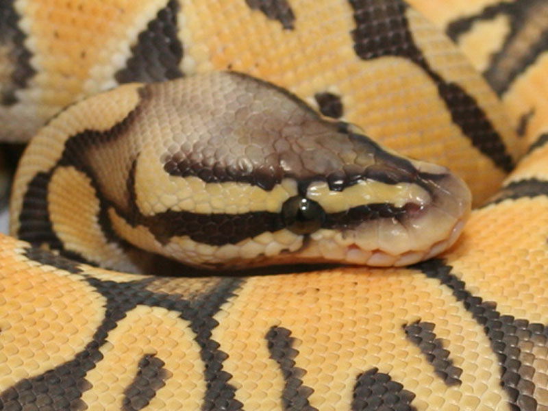 Hypo Pastel