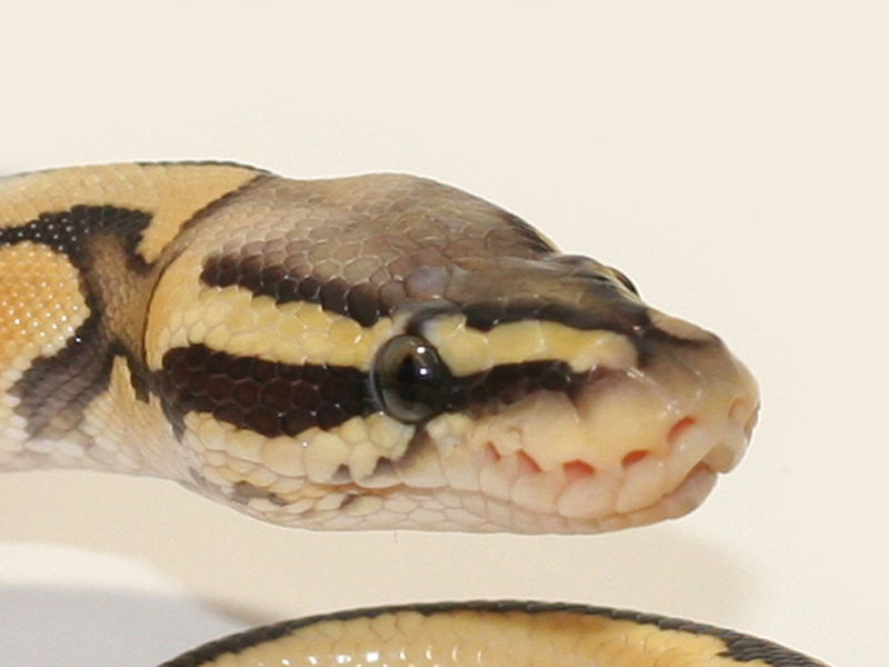 Hypo Pastel