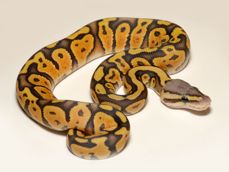 Hypo Pastel