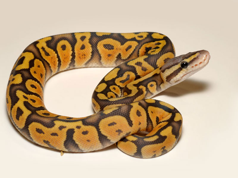 Hypo Pastel