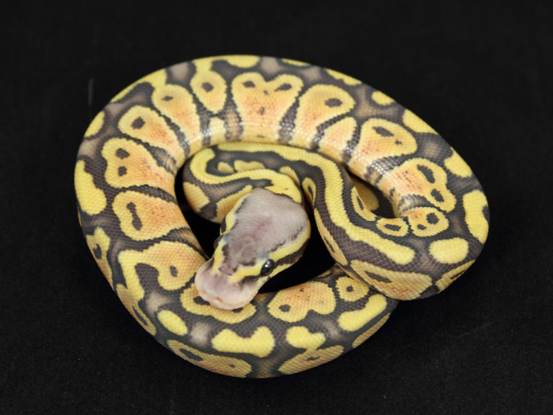 Hypo Pastel