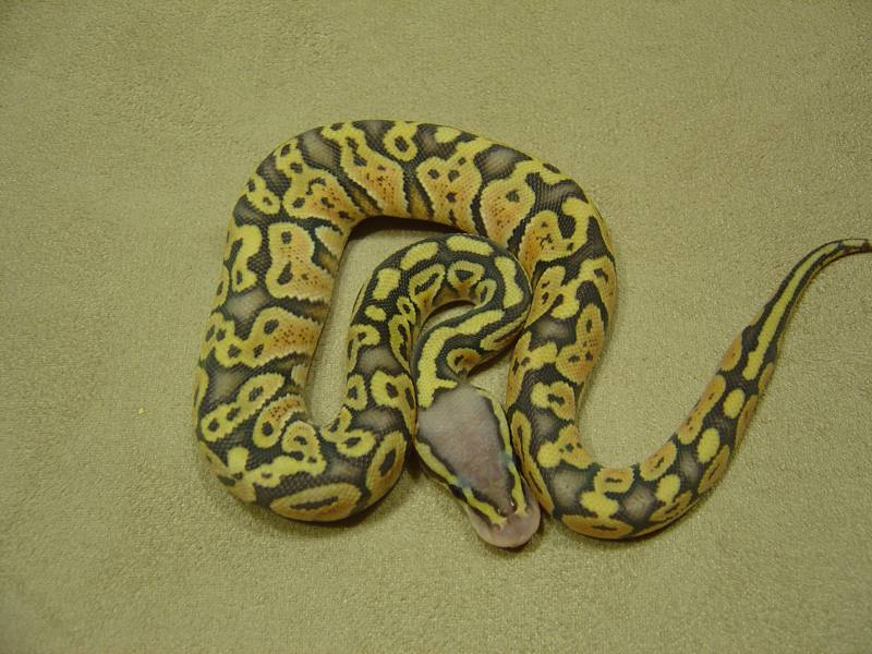 Hypo Pastel