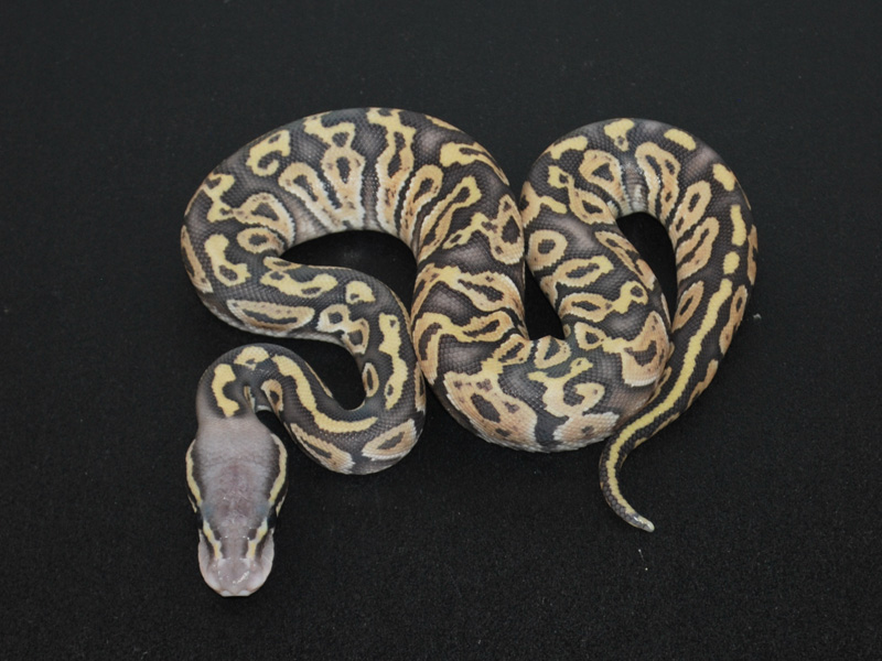 Hypo Phantom Pastel