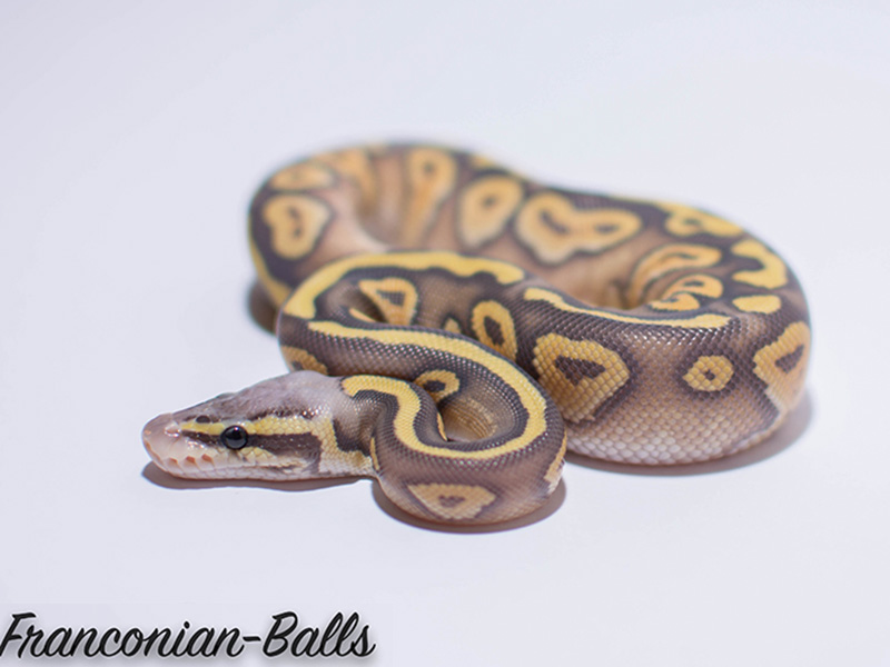 Hypo Phantom Pastel