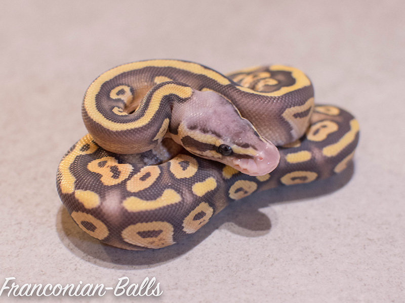 Hypo Phantom Pastel