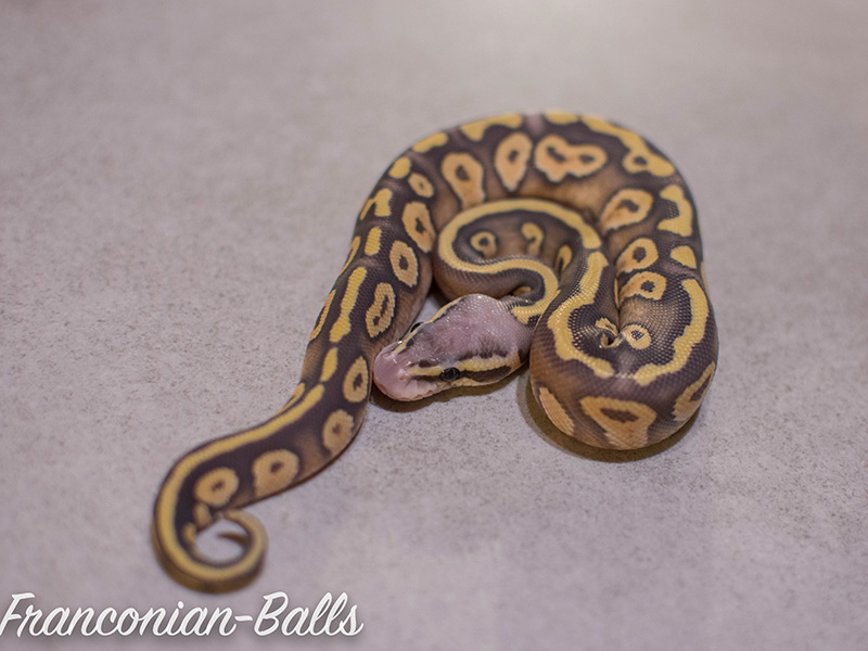 Hypo Phantom Pastel