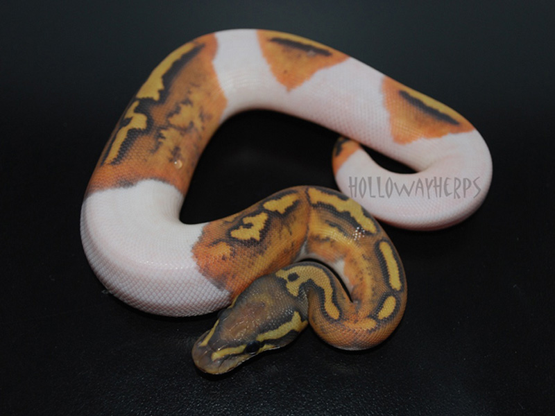 Hypo Pied