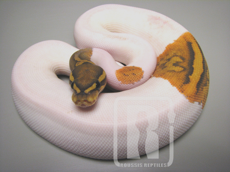 Hypo Pied