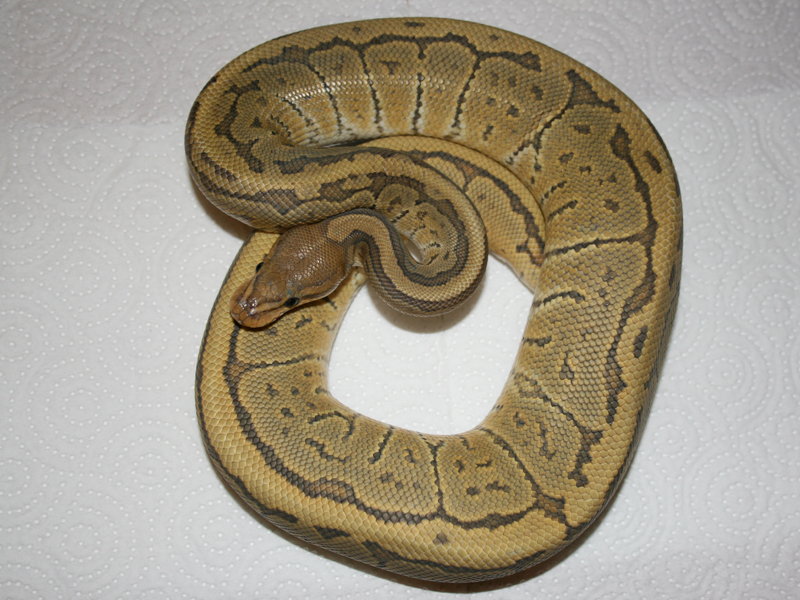 Hypo Pinstripe