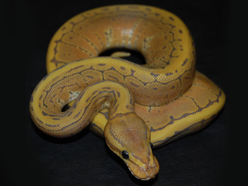 Hypo Pinstripe