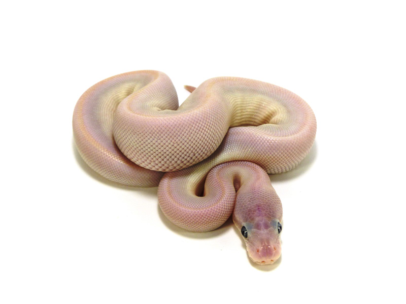 Hypo Super Mojave