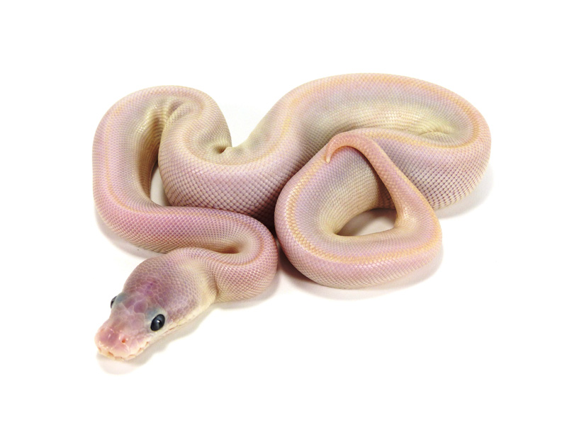 Hypo Super Mojave