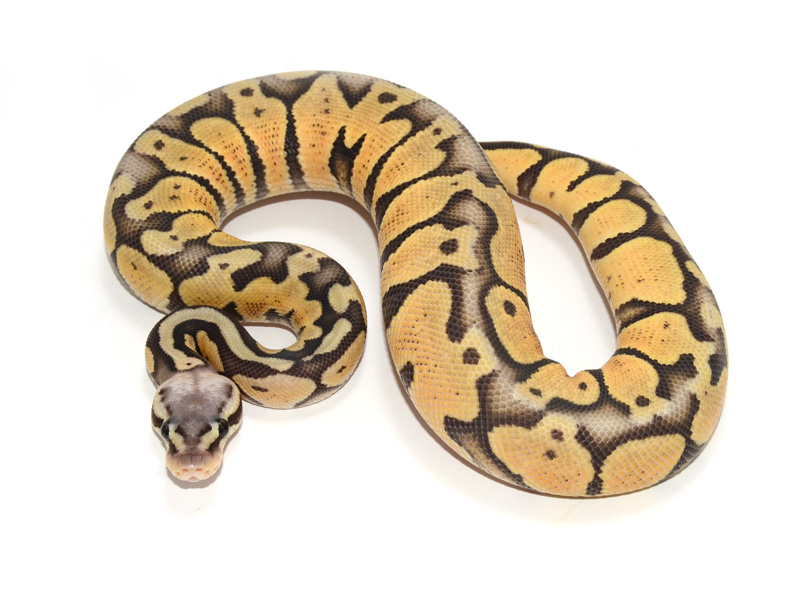 Hypo Super Pastel