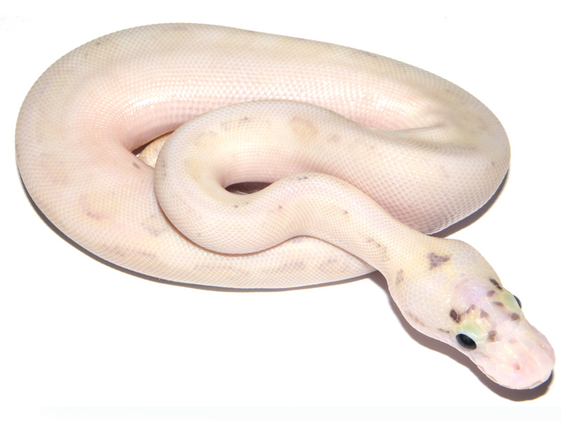 Ivory Enchi Fire Pastel Spider