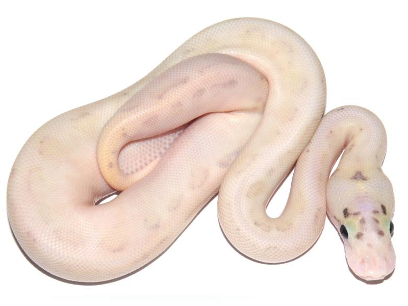 Ivory Enchi Fire Pastel Spider