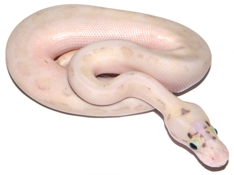 Ivory Enchi Fire Pastel Spider